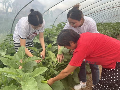 数字赋能，青春助力——南京工程学院计算机学子走进传统村落，探索初级农产品销售新路径