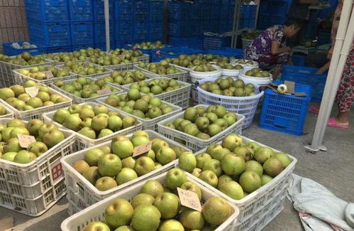 南京果农遭遇“甜蜜的烦恼” 百万斤水果滞销，路在何方？