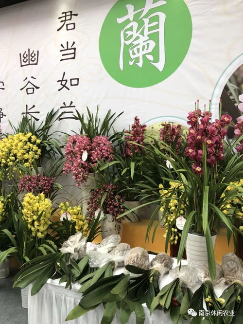 南京名特优农产品亮相第四届江苏名特优农产品南京展销会，展现绿色生态新风采